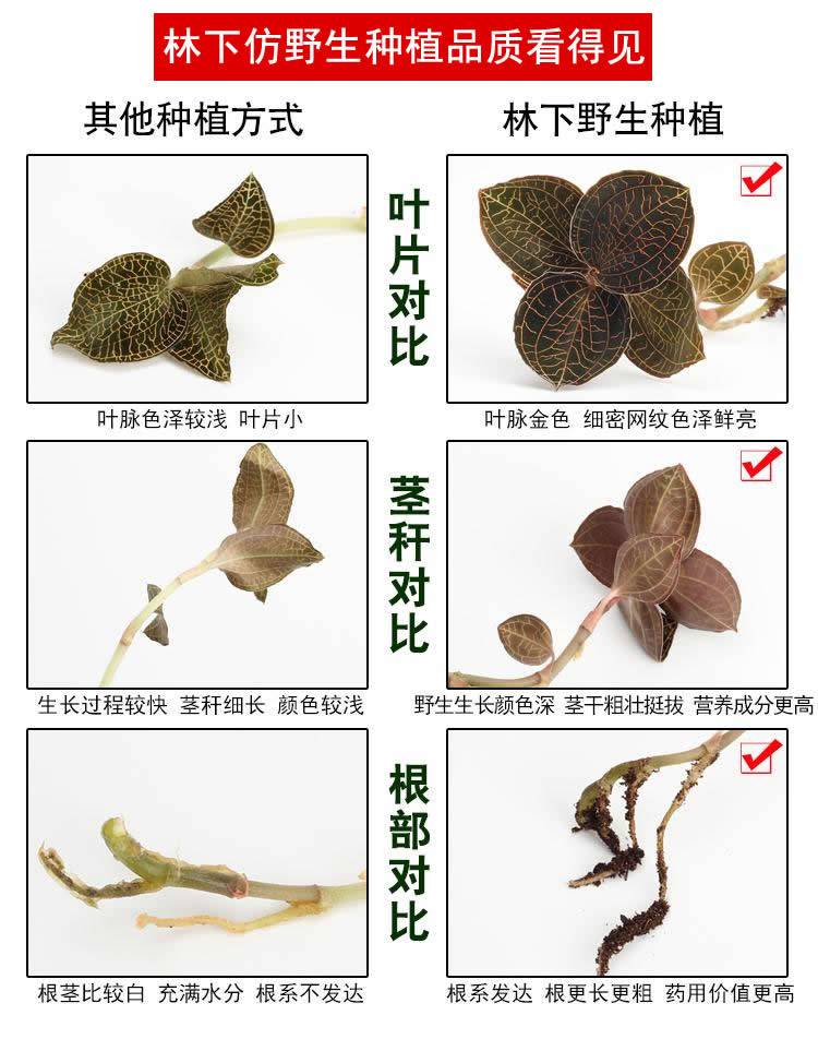 <a href=http://www.lidekc.cn/ target='_blank'>金線蓮</a>林下種植