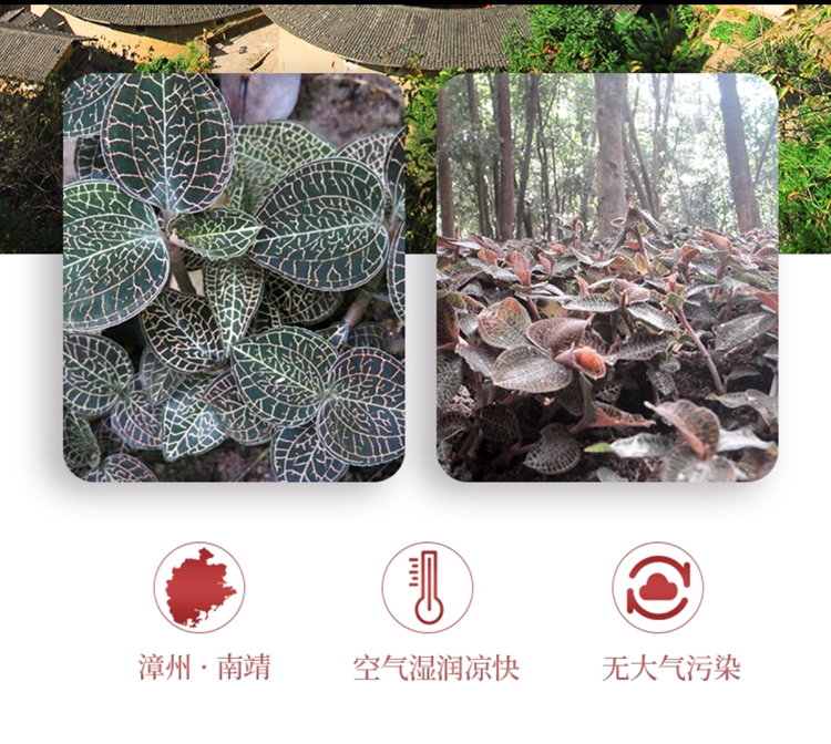 <a href=http://www.lidekc.cn/ target='_blank'>金線蓮</a>干品 50克10管 禮盒裝